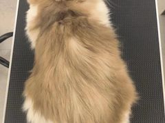 -comecome来吧宠物(奥克斯中心店)