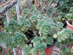 -万源龙顺度假庄园生态观光园