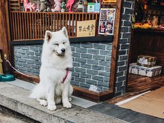 -猫的天空之城概念书店(丽江古城饮玉巷店)