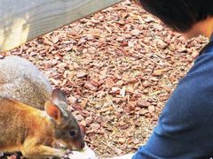 -费瑟代尔野生动物园