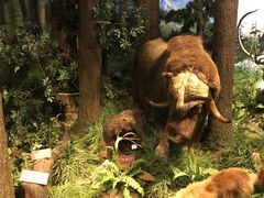 -陕西自然博物馆