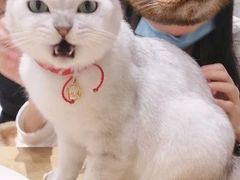 -藏猫猫咖啡主题馆(中央大道店)