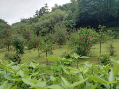 -云溪植物园