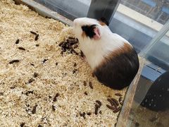 -怪兽屋·羊驼·猫咖·狗咖(俊华广场店)