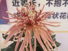 -重庆园博园