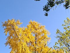 -三里屯东五街银杏大道
