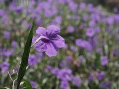 -广西壮族自治区南溪山医院