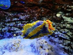 -海合安天津极地海洋公园
