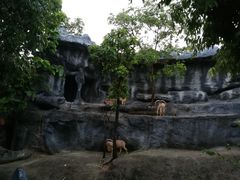 -清迈夜间动物园