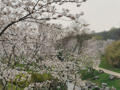 -羊山湖公园