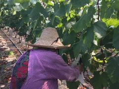 -马陆小张葡萄园农家乐