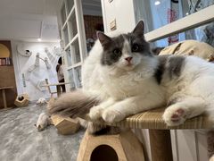 -楼上猫咖(罗湖店)