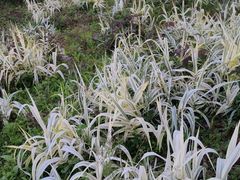 -洋湖国家湿地公园