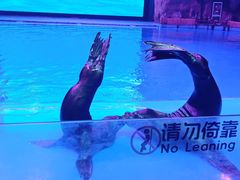 -芜湖新华联大白鲸海洋公园