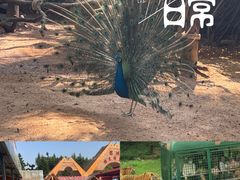-深圳野生动物园