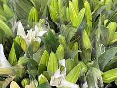 -循礼门鲜花花市(武汉循礼门店)