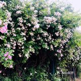 小众风光/绝美月季花墙