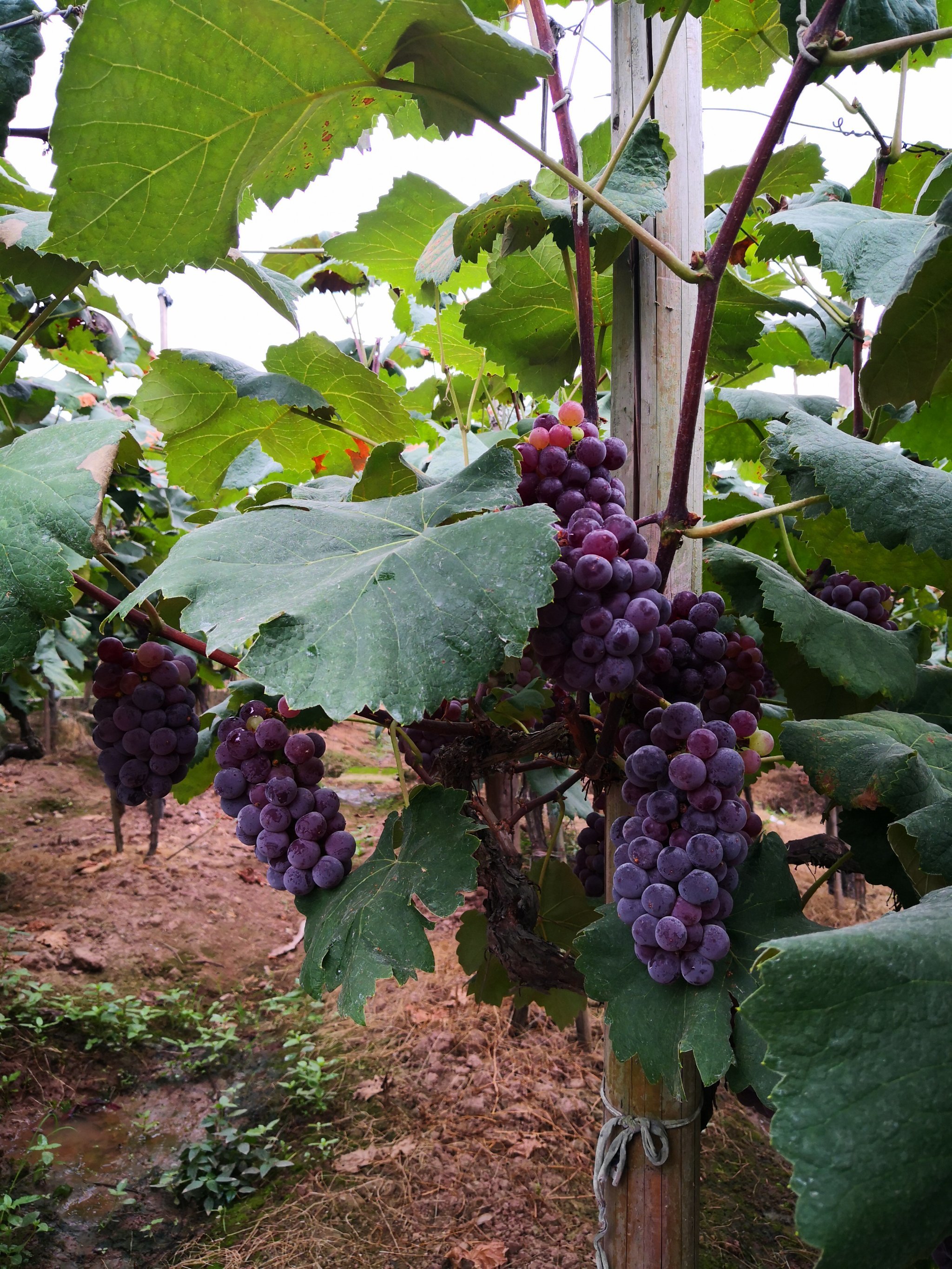 璧山葡萄采摘,主城区过去大约一小时车城,-大众点评