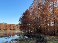 -上海海湾国家森林公园