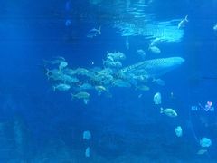 -烟台海昌鲸鲨海洋公园