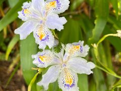 -上海滨江森林公园