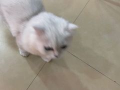 -喵宠乐园·撸猫互动·猫舍