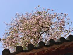 -光孝寺