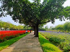 -广东花都香草世界旅游度假区