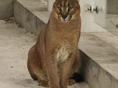 -北京野生动物园