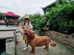 -樂桃源奉贤黄桃种植采摘基地
