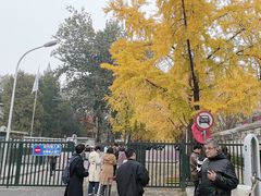 -三里屯东五街银杏大道