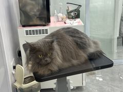 -爱洗澡的猫(天河路店)