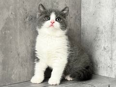 -小猫来了·猫舍(红山六九七九店)