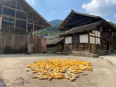 -紫鹊界梯田景区