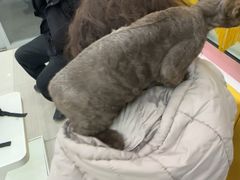 -全心全意连锁动物医院·微创中心·内科急重症·心脏专科(丰管路店)