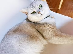 -李小姐の猫咖啡馆(五角场店)