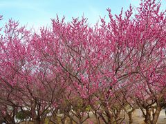 -白塘生态植物园