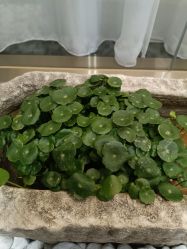 -铂诗玥医美