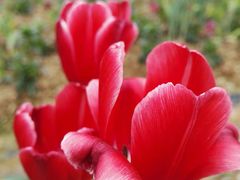 -松山湖梦幻百花洲