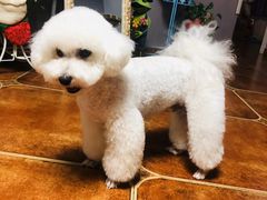 -瑞派·关忠动物医院·猫专科·犬专科(三环新城店)