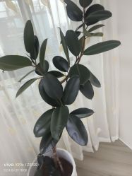 -HEYAN荷妍专业脱毛连锁机构