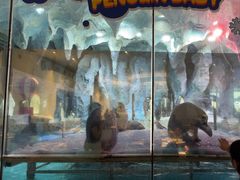 -帝企鹅自助餐厅•儿童岛•真企鹅(长隆企鹅酒店)