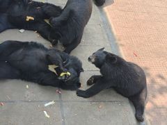 -西霞口神雕山野生动物世界