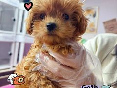 -翊宠yipet猫狗购宠庄园犬舍•猫舍