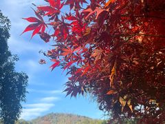 -杭州花家山庄
