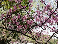 -杭州半山国家森林公园