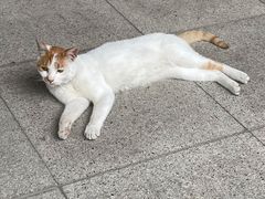 -西安大兴善寺