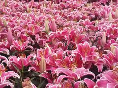 -松山湖梦幻百花洲