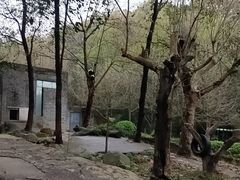 -都江堰中华大熊猫苑