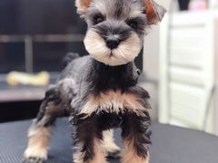 -小尾巴宠物店(万科·金域华庭店)